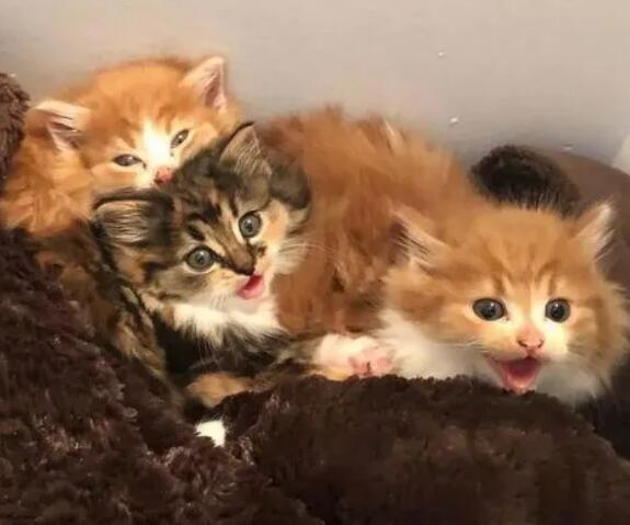 猫生一只穷二只富三只民间说法 猫生一只穷二只富三只民间说法