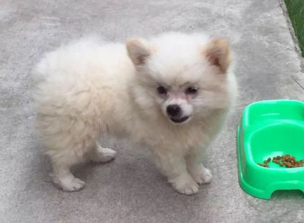 为什么不能养串串狗