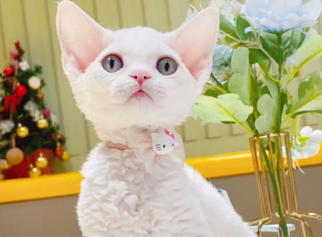 养宠小知识：德文卷毛猫性格如何？