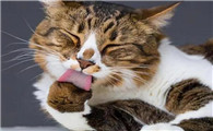 为什么不让猫咪舔皮肤呢