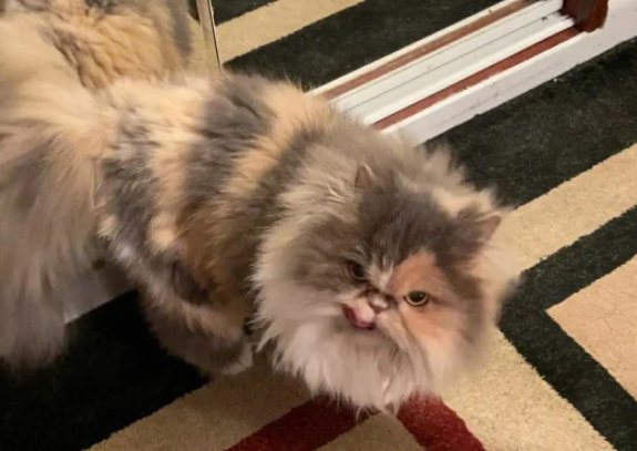 波斯猫不能吃什么食物？饲主一定要清楚～