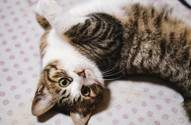 老人会赶走猫咪吗为什么呢
