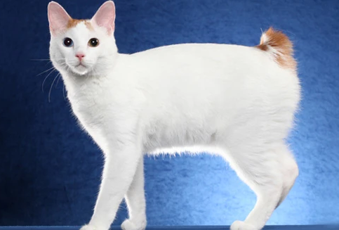 日本短尾猫尿频怎么回事？不能忽视
