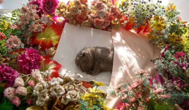 宠物狗死了怎么安葬