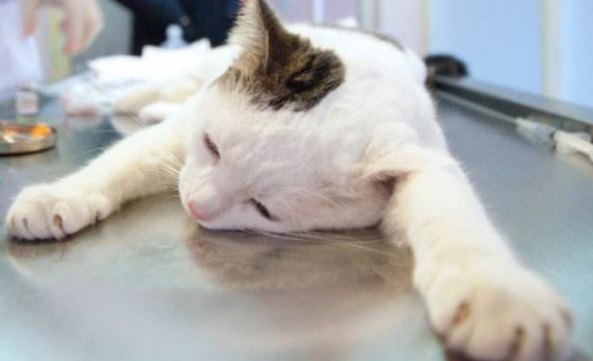 猫咪死了灵魂会停留在家里几天