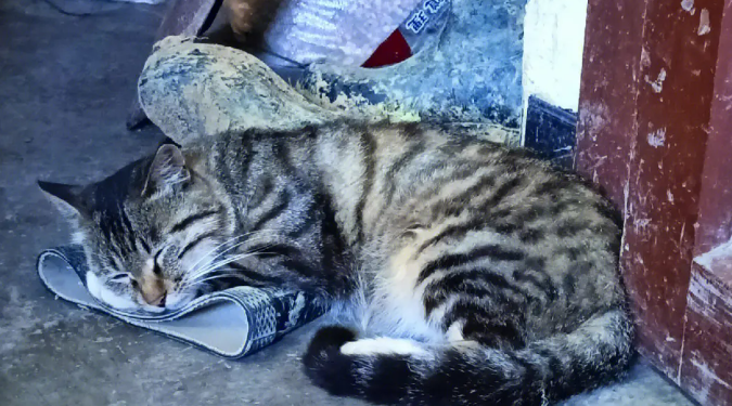 小土猫需要打疫苗吗?想养的宠主可以了解一下! 小土猫需要打疫苗吗?想养的宠主可以了解一下!