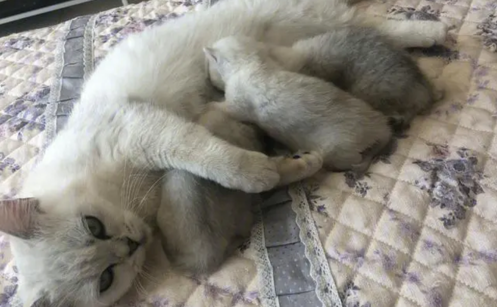 猫咪为什么会没有奶水喝的少呢 猫咪为什么会没有奶水喝的少呢