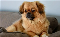 西藏猎犬拉肚子怎么办？主人应该采取以下方法。