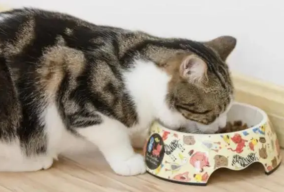 猫咪为什么要埋食 猫咪为什么要埋食