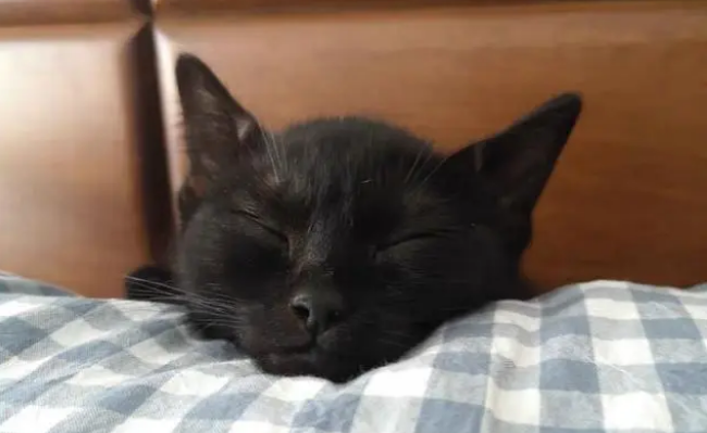 猫得病会传染人吗 猫得病会传染人吗