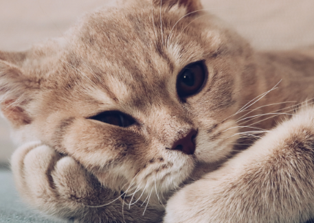 新手养猫必备清单