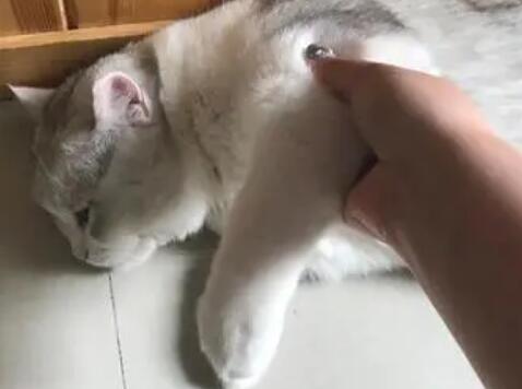 猫咪身上为什么是热的呢 猫咪身上为什么是热的呢