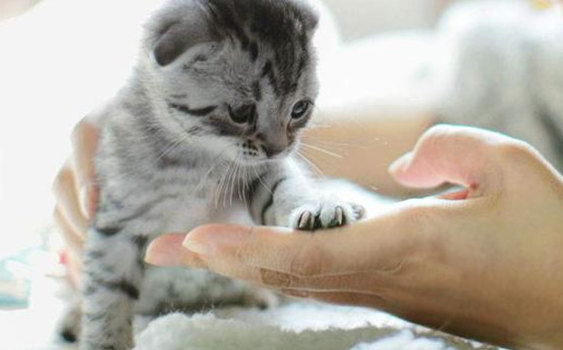 猫为什么不让摸爪爪 猫为什么不让摸爪爪