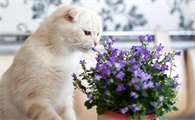 对猫无害的室内植物
