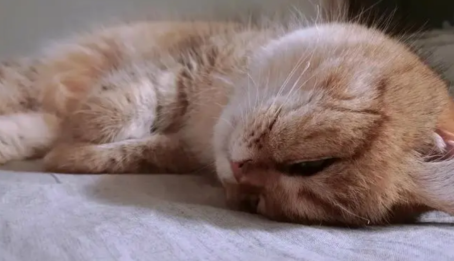 猫死了不闭眼有什么预示