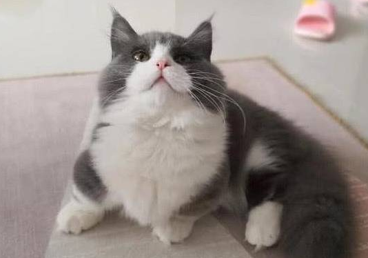 一万八买了只矮脚猫,养了半年就后悔了,软萌小猫咋成中年大叔了 一万八买了只矮脚猫,养了半年就后悔了,软萌小猫咋成中年大叔了