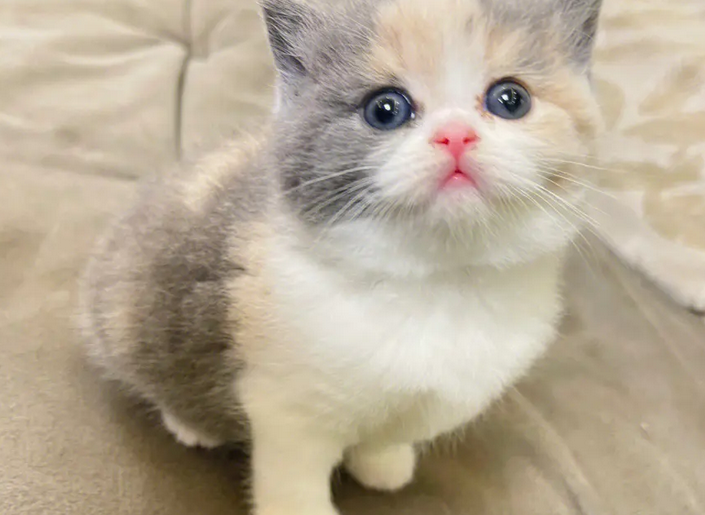 为什么有的猫不怕猫咪叫 为什么有的猫不怕猫咪叫