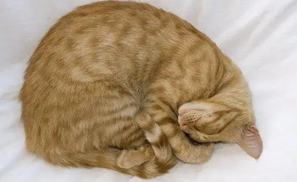 猫咪把身体蜷成团的原因是