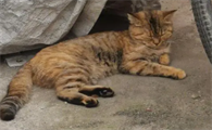 捡来的猫能养吗