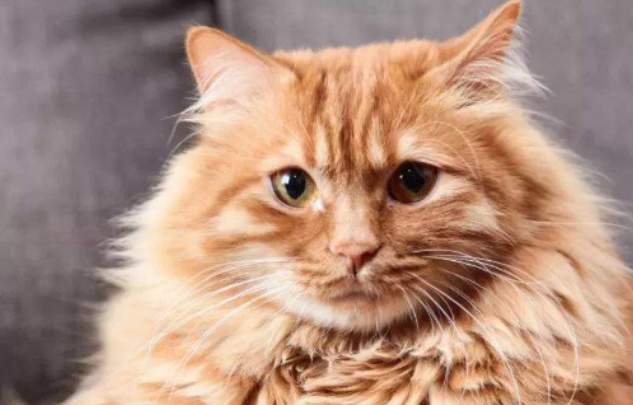 厦门最好的猫舍