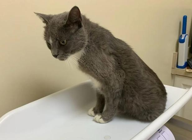 为什么我家猫咪总是很瘦小