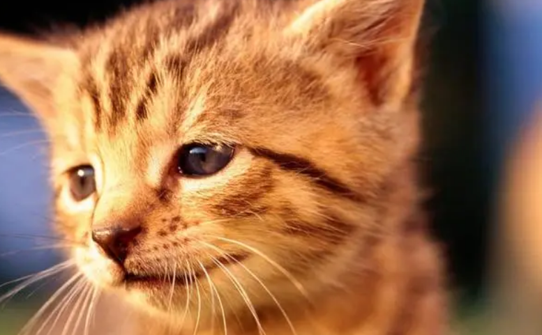 猫咪为什么不直视镜头