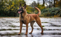 马犬为什么不能打？有什么身体缺陷吗？