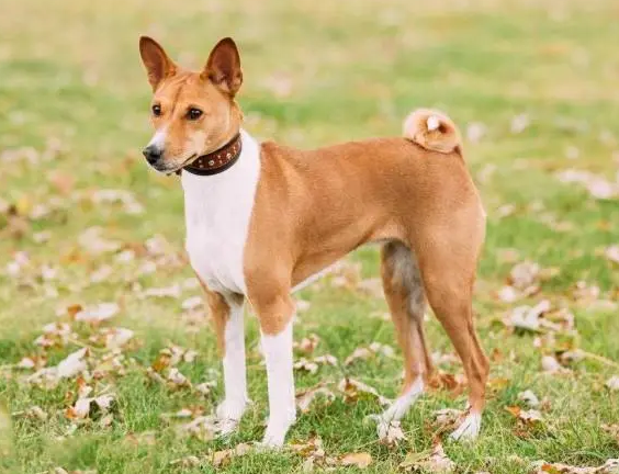巴仙吉犬怎么训练坐立?这篇文章给你答案 巴仙吉犬怎么训练坐立?这篇文章给你答案
