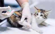 6岁的猫不出门要打疫苗吗