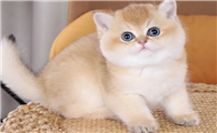 猫咪为什么要用嘴呼吸的原因