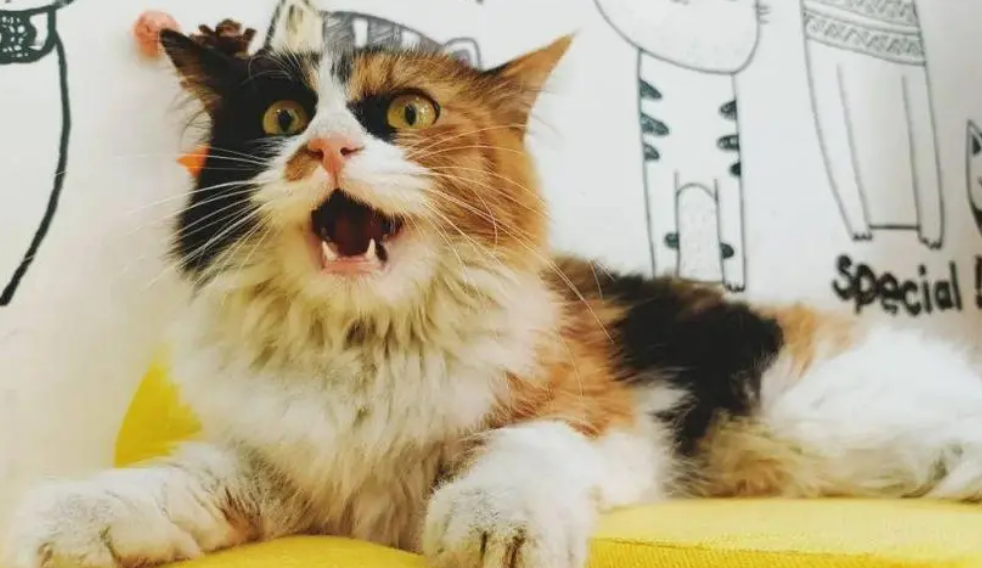 三花猫上门是吉还是祸 三花猫上门是吉还是祸