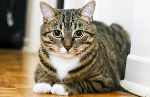 狸花猫为什么不吉利 狸花猫为什么不吉利