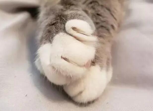 猫咪为什么喜欢挠它脚
