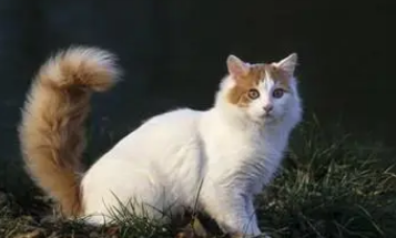 土耳其梵猫乳腺肿瘤如何治?你知道吗? 土耳其梵猫乳腺肿瘤如何治?你知道吗?