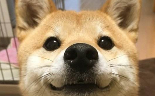 科普文，讲述秋田犬起源
