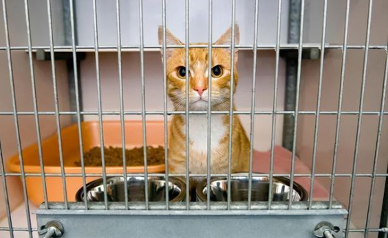 猫咪为什么退出笼子了