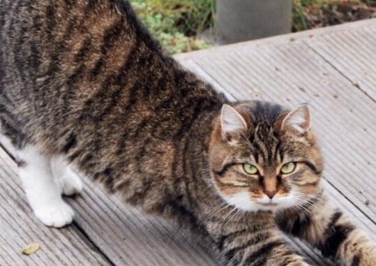 狸花猫对主人好的表现 狸花猫对主人好的表现