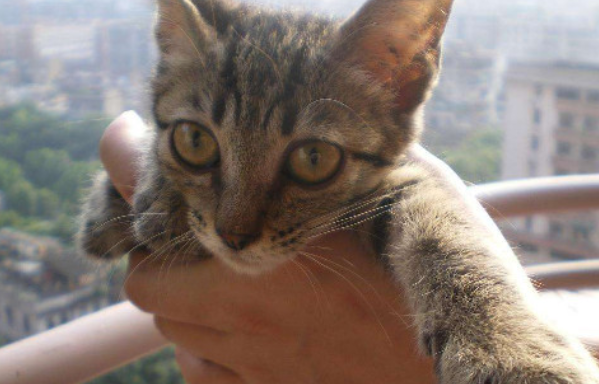 养猫最好养什么猫