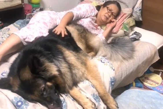 德牧从小跟主人一起睡,一年后还当它是奶狗,好委屈的样子 德牧从小跟主人一起睡,一年后还当它是奶狗,好委屈的样子