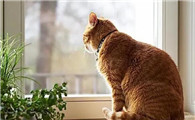 第一次养猫需要注意什么