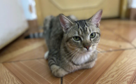 猫咪为什么要蹲在房间