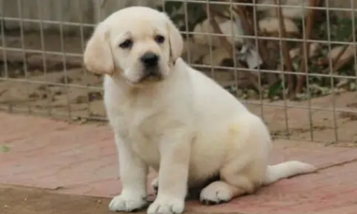 最干净最好养的中型犬
