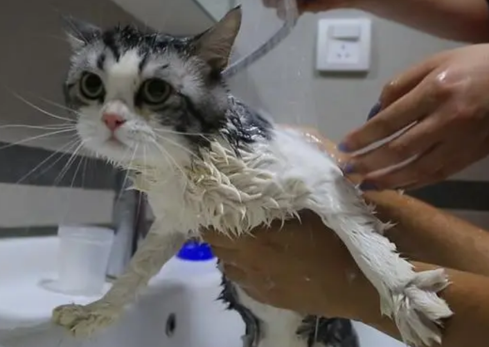 猫咪为什么必须洗澡呢 猫咪为什么必须洗澡呢