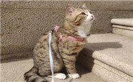 猫咪为什么要跟着出门玩耍