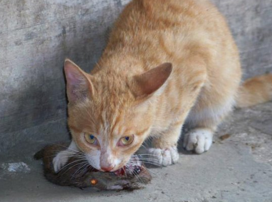 猫可以吃老鼠幼崽吗 猫可以吃老鼠幼崽吗