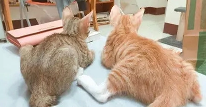 幼猫公猫母猫怎么分辨图片