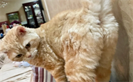 猫咪屁股为什么不臭了呢