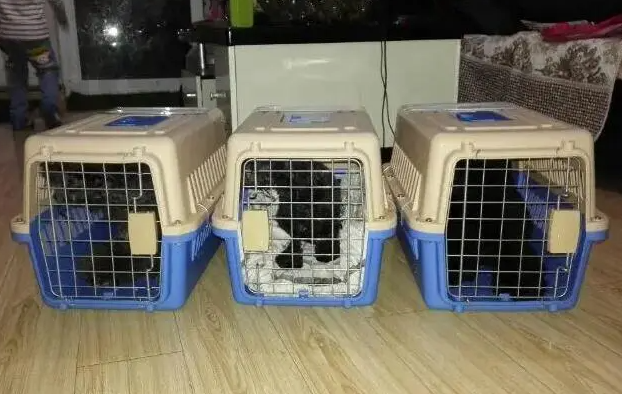 省内宠物托运要多久到达