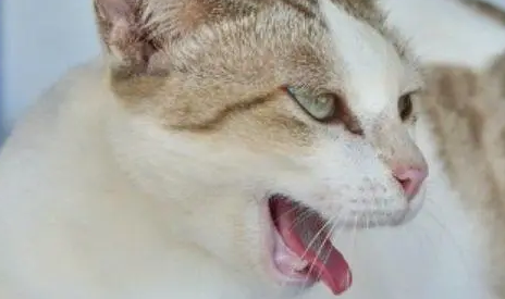 小猫像哮喘一样抽气视频 小猫像哮喘一样抽气视频