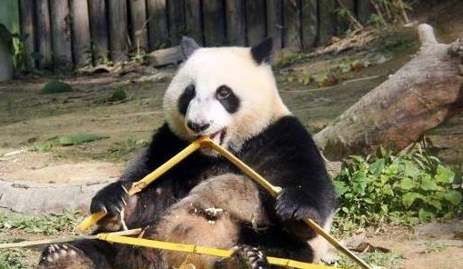 孔雀到国宝面前开屏,大熊猫怒了:我打架从不看你是几级保护动物 孔雀到国宝面前开屏,大熊猫怒了:我打架从不看你是几级保护动物